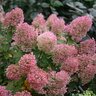 Hydrangea paniculata Bobo Proven Winners Panicle Hydrangea 3 gal. Container