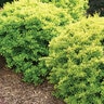 Berberis thunbergii Sunjoy Koren Citrus Proven Winners Japanese Barberry True 3 gal. (11.36 L) Container