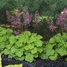 Heuchera x Primo Pretty Pistachio Proven Winners Coral Bells
