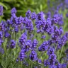 Lavandula angustifolia Sweet Romance Proven Winners English Lavender