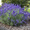 Lavandula angustifolia Sweet Romance Proven Winners English Lavender