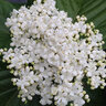 Viburnum x Shiny Dance Proven Winners Viburnum