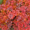Berberis thunbergii Sunjoy Mini Salsa Proven Winners Japanese Barberry True 3 gal. (11.36 L) Container