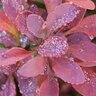 Berberis thunbergii Sunjoy Mini Salsa Proven Winners Japanese Barberry True 3 gal. (11.36 L) Container