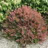 Berberis thunbergii Sunjoy Mini Salsa Proven Winners Japanese Barberry True 3 gal. (11.36 L) Container
