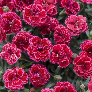 Dianthus x Fruit Punch Black Cherry Frost Proven Winners Pinks True 1 gal. (3.79 L) Container