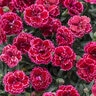Dianthus x Fruit Punch 'Black Cherry Frost' Proven Winners Pinks