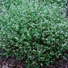 Euphorbia X Inneuphdia Diamond Frost Proven Winners Spurge 1 gal. Container