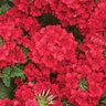 Verbena hybrid Superbena Royale Romance Proven Winners Vervain