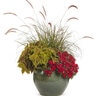 Verbena hybrid Superbena Royale Romance Proven Winners Vervain