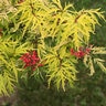 Sambucus racemosa Lemony Lace Proven Winners Elderberry True 3 gal. (11.36 L) Container