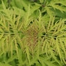 Sambucus racemosa Lemony Lace Proven Winners Elderberry True 3 gal. (11.36 L) Container