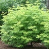 Sambucus racemosa Lemony Lace Proven Winners Elderberry True 3 gal. (11.36 L) Container