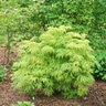 Sambucus racemosa Lemony Lace Proven Winners Elderberry True 3 gal. (11.36 L) Container