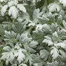 Artemisia x Silver Bullet Proven Winners Dusty Miller