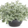 Artemisia x Silver Bullet Proven Winners Dusty Miller