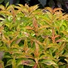 Weigela Florida My Monet Sunset Proven Winners 3 gal. Container