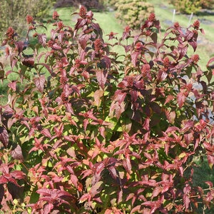 Diervilla Rivularis Kodiak Red Bush Honeysuckle
