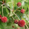Cephalanthus occidentalis Color Choice Sugar Shack Proven Winners Buttonbush True 3 gal. (11.36 L) Container