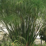 Cyperus papyrus Graceful Grasses King Tut Proven Winners Egyptian Papyrus True 1 gal. (3.79 L) Container