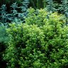 Ilex X Meserveae Castle Wall Proven Winners Blue Holly 2 gal. Container