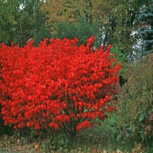 Euonymus alatus Color Choice Fire Ball Proven Winners Burning Bush