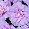Hibiscus syriacus Color Choice Lavender Chiffon Rose of Sharon