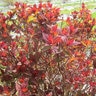 Spiraea Japonica Double Play Red Proven Winners Spirea True 3 gal. (11.36 L) Container