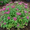 Spiraea Japonica Double Play Red Proven Winners Spirea True 3 gal. (11.36 L) Container