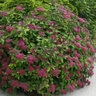 Spiraea Japonica Double Play Red Proven Winners Spirea True 3 gal. (11.36 L) Container