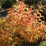 Diervilla x Kodiak Orange Proven Winners Bush Honeysuckle True 3 gal. (11.36 L) Container