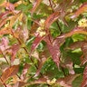 Diervilla x Kodiak Orange Proven Winners Bush Honeysuckle True 3 gal. (11.36 L) Container