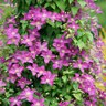 Clematis Jolly Good Proven Winners Late Large-Flowered Clematis Staked 2 gal. Container