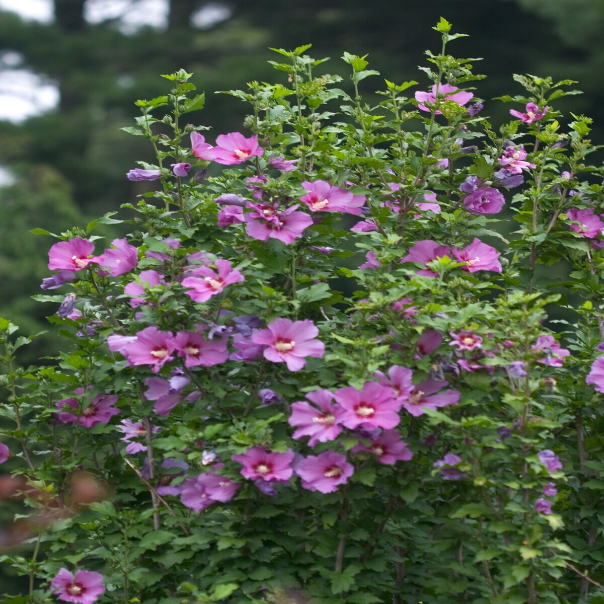 Hibiscus syriacus Color Choice Rose Satin Proven Winners Rose of Sharon ...
