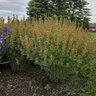 Baptisia x Decadence Cherries Jubilee Proven Winners False Indigo True 1 gal. (3.79 L) Container