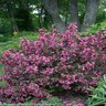 Weigela florida Wine & Roses Proven Winners Weigela 5 gal. (14.88 L) Container