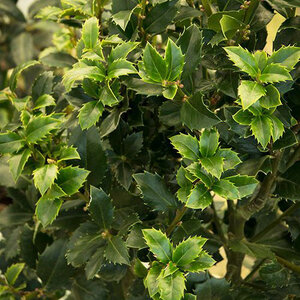 Ilex X Meserveae Castle Spire Blue Holly