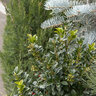 Ilex X Meserveae Castle Spire Blue Holly