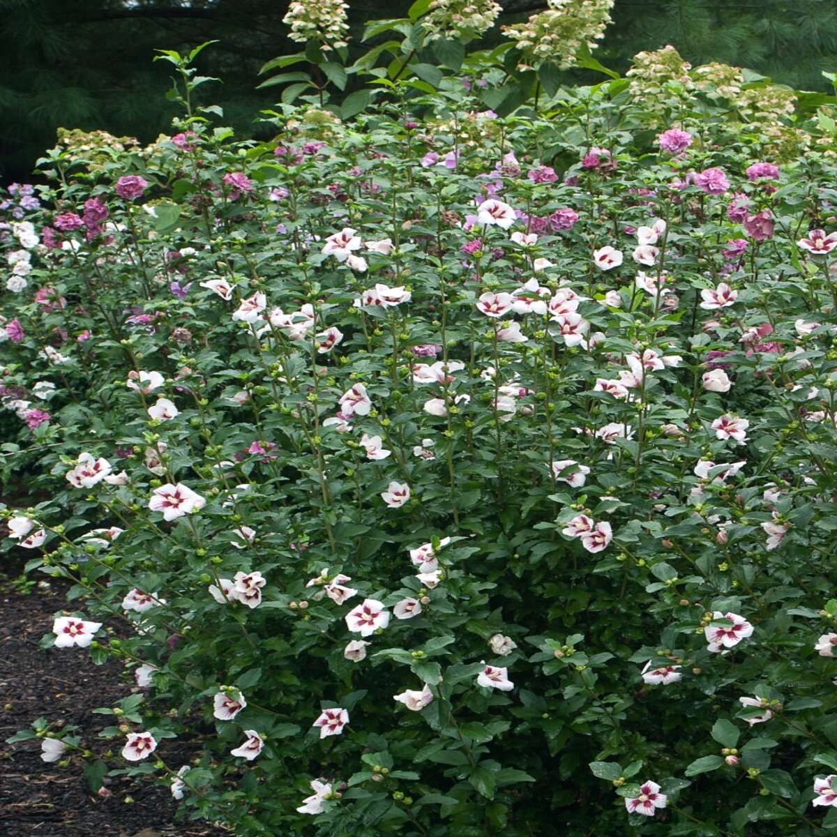 Hibiscus Syriacus Lil' Kim Antong Two Rose of Sharon | SiteOne US