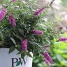Buddleia X Lo & Behold Pink Micro Chip Seedless Butterfly Bush