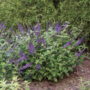Buddleia x Lo & Behold Blue Chip Jr. Proven Winners Butterfly Bush
