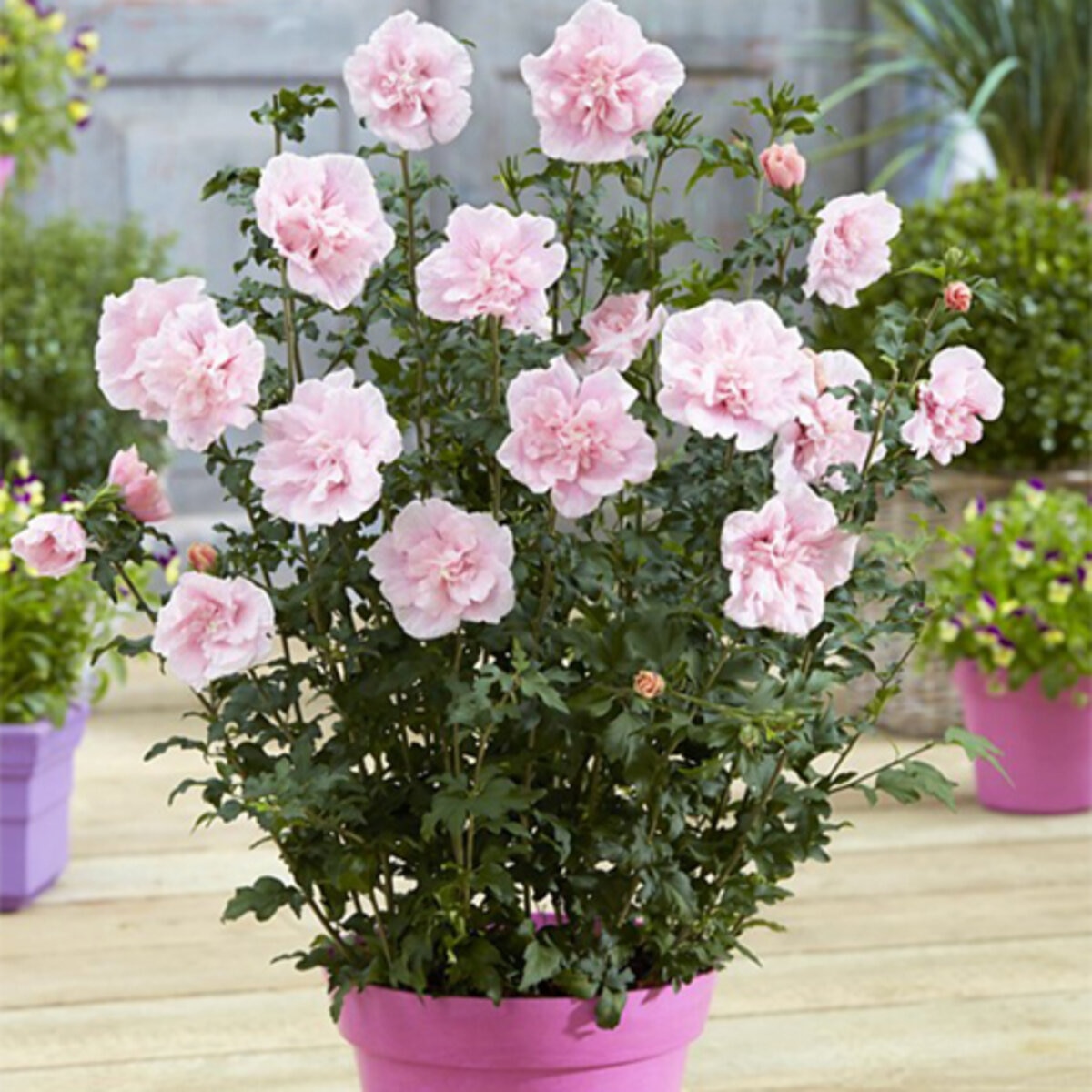 Hibiscus syriacus Color Choice Pink Chiffon Proven Winners Rose of ...