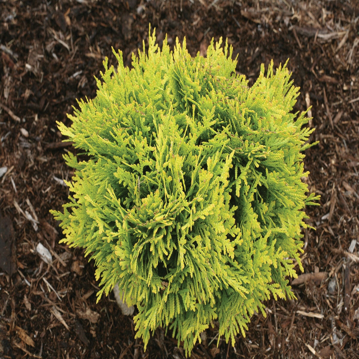 Thuja occidentalis Anna's Magic Ball Proven Winners Arborvitae | SiteOne US