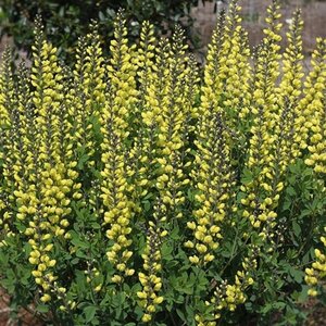 Baptisia x Decadence Lemon Meringue Proven Winners False Indigo