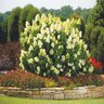 Hydrangea Paniculata Color Choice Limelight Proven Winners Panicle Hydrangea 10 gal. Container