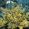 Euonymus fortunei Blondy Proven Winners Wintercreeper