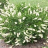 Clethra alnifolia Vanilla Spice Summersweet