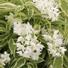 Deutzia gracilis Color Choice Creme Fraiche Proven Winners Deutzia