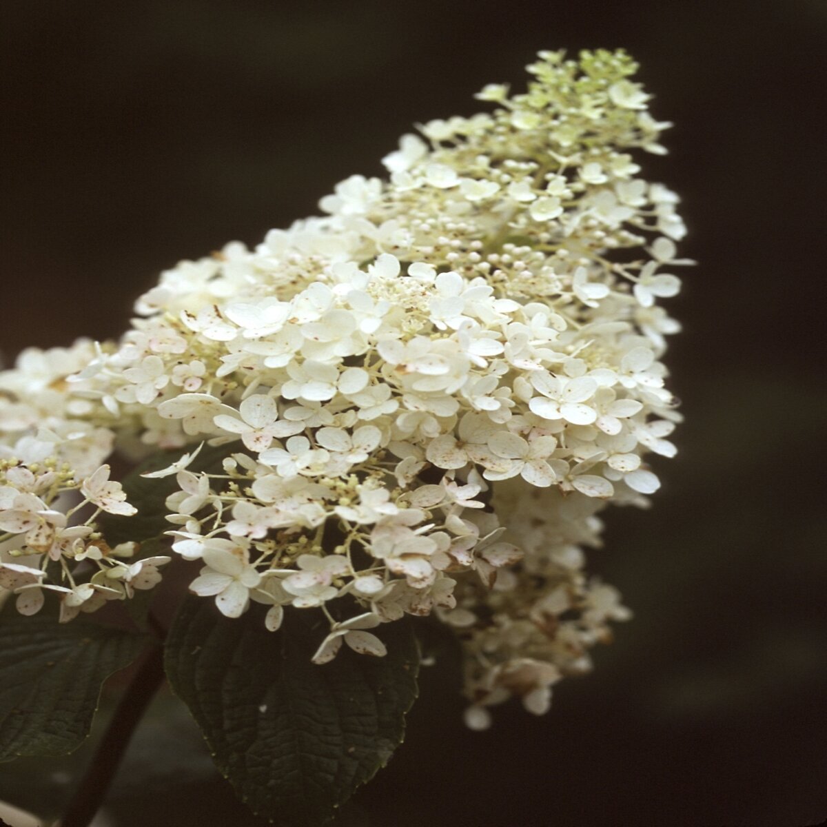 Hydrangea paniculata Color Choice Little Lamb Proven Winners Panicle ...