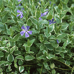 Vinca major Variegata Variegated Greater Periwinkle